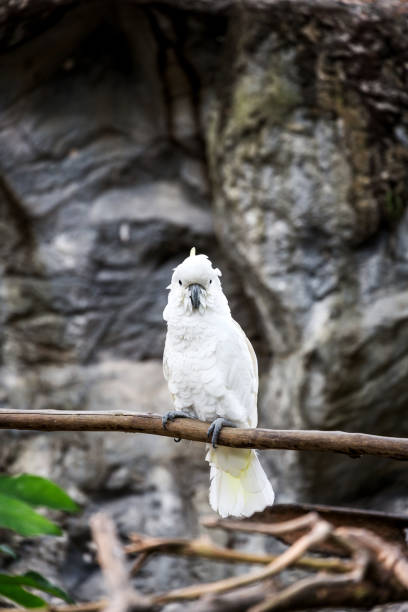 istock A cockatoo on a tree branch, Cockatoo on a perch 863759454