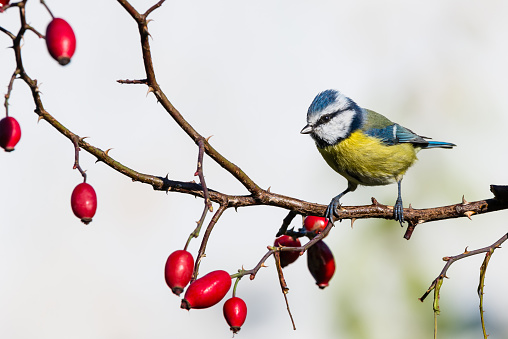 Bluetit in autumn,Eifel,Germany.\nPlease see more than 1000 songbird pictures of my Portfolio.\nThank you!