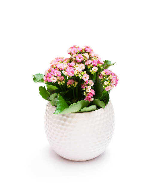 istock Flaming  Katy plant in pot isolated on white background 863773148