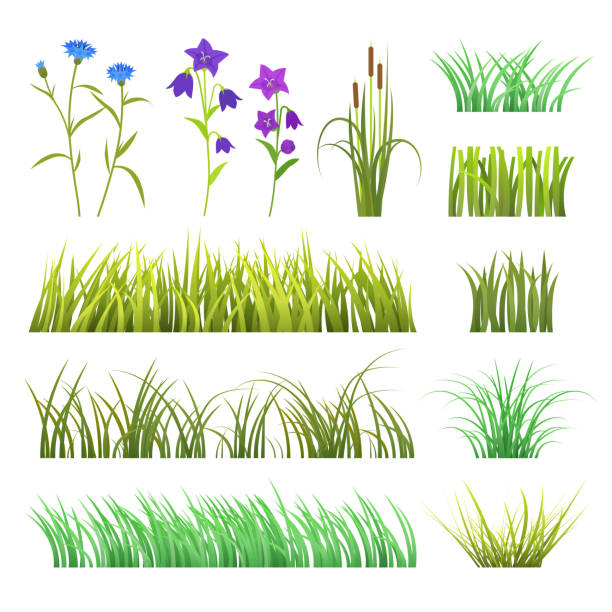 ilustrações, clipart, desenhos animados e ícones de vetor verde grama ervas e flores natureza isolada no fundo branco design modelo elementos gramínea ilustração - turpan