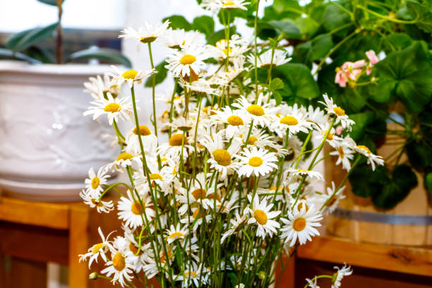 istock Bouquet of daisies in a vase. 863780432