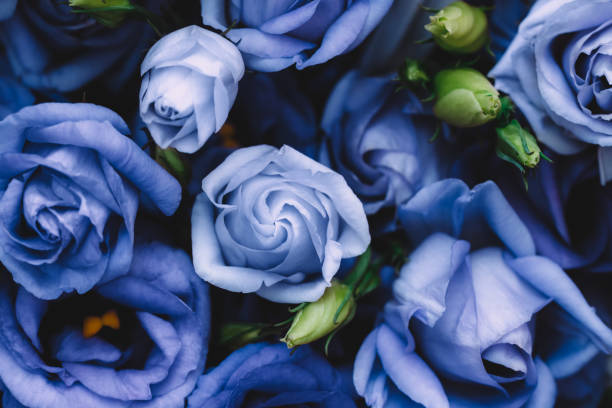 istock Full frame of beautiful blue roses background 863782878