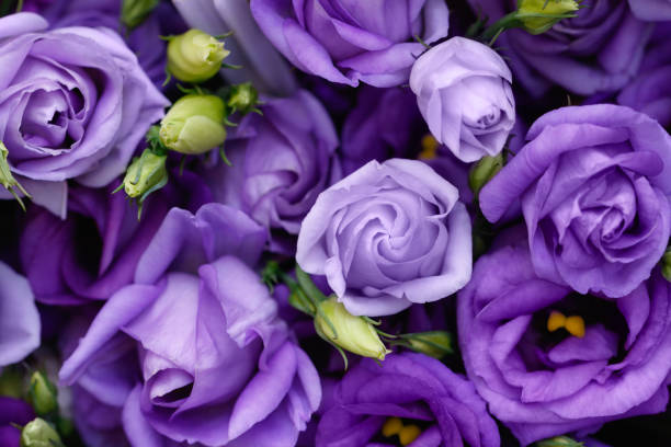 istock Beautiful purple roses background. Top view. 863782888