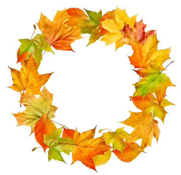 istock Autumn composition. Border from autumn leaves isolated on white background. 863805168