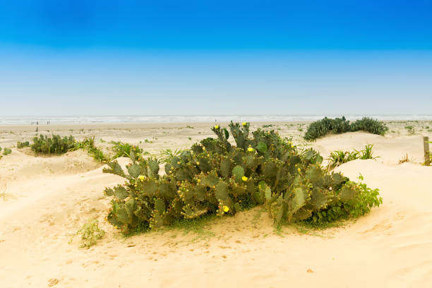 Tajpur sea beach - bay of Bengal, India. View of Cactus on sand dunes with blue sky in the background.