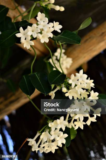 Stephanotis Floribunda In Chioske Wood Stock Photo - Download Image Now - Stephanotis, Indoors, Jasmine
