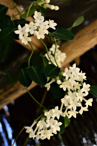 stephanotis floribunda w drewnie chioske - stephanotis zdjęcia i obrazy z banku zdjęć