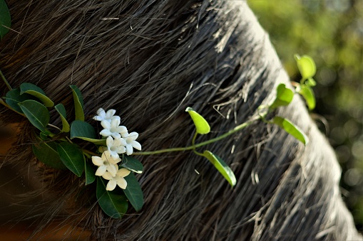 Madagascar jasmine or Stephanotis floribunda climbing at sape kiosk in park