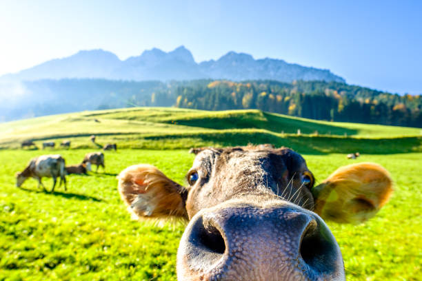 смешная корова - mountain austria european alps landscape стоковые фото и изображения