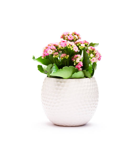 istock Flaming  Katy plant in pot isolated on white background 863830094