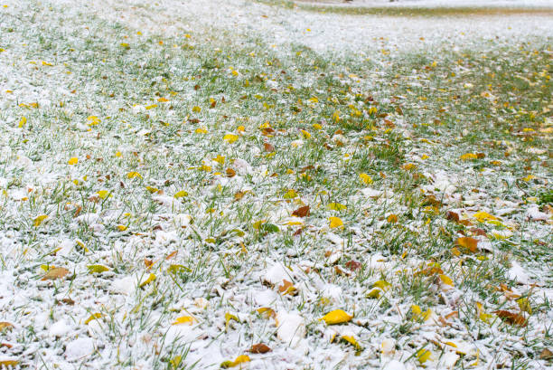 istock Autumn grass and leaves under snow. Nature background. 863832638