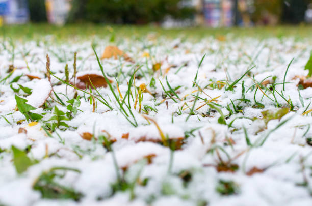 istock Autumn grass and leaves under the first snow. 863832642