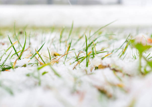 istock Autumn grass and leaves under the first snow. 863832676