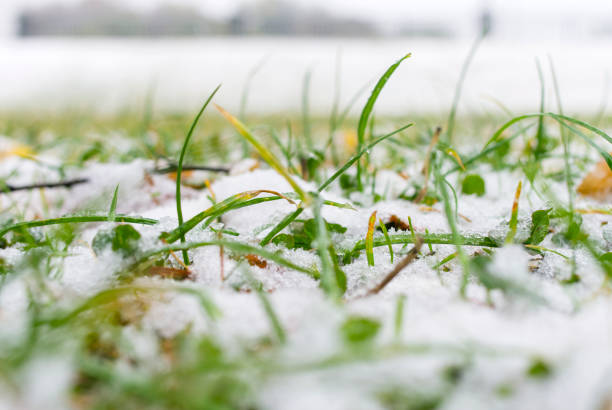istock Autumn grass and leaves under the first snow. 863832692