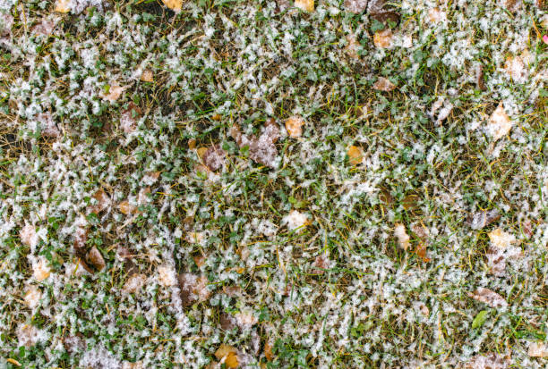 istock Grass and leaves under the first snow 863832694