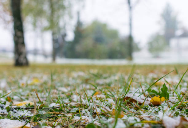 istock Autumn grass and leaves under snow. Nature background. 863832726