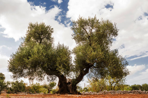 Tree of olive, secular with double hair
