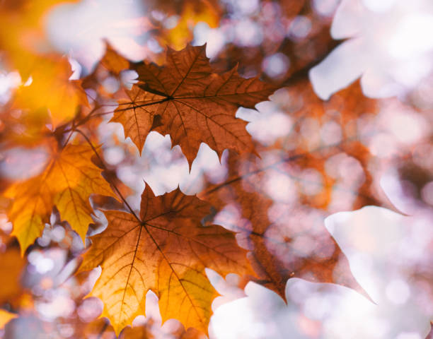 istock The texture of a maple leaf, bokeh, blur. 863836672