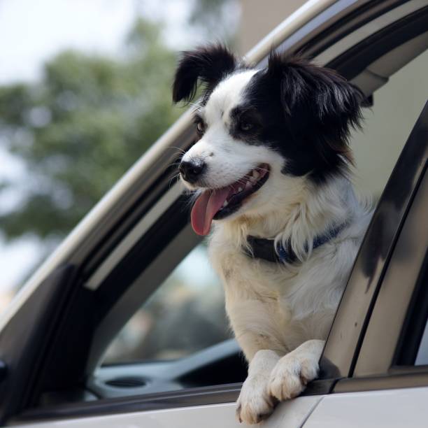 istock A dog looks from a car window 863839332