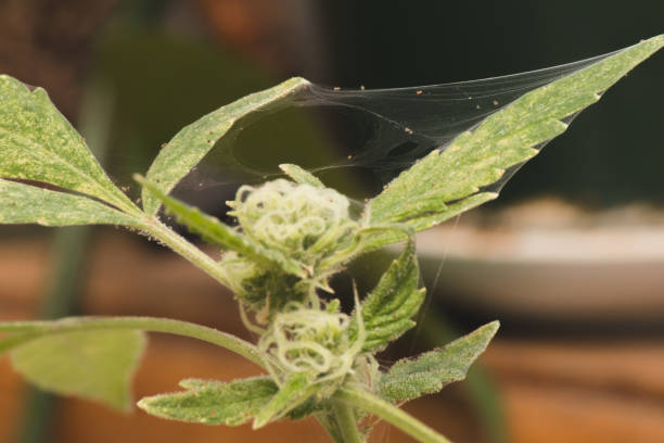 spider mite webs on marijuana plant stock photo