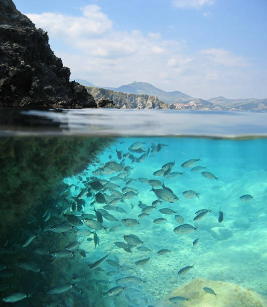 Rocky shore with school of fish underwater France Split image over and under water surface, rocky shore above waterline with a school of fish underwater, Mediterranean sea, Pyrenees Orientales, France marine reserve photos stock pictures, royalty-free photos & images