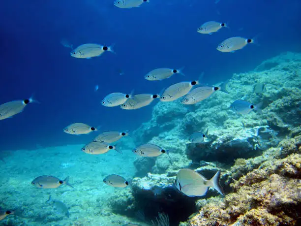 School of Saddled seabream fish, Oblada melanura, Mediterranean sea, Corsica, France