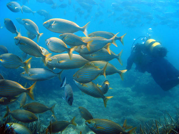 istock School of fish and diver 863842744