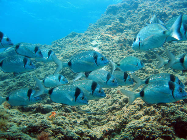 istock School of sea bream swimming 863843098