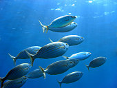 Sea Bream and underwater surface