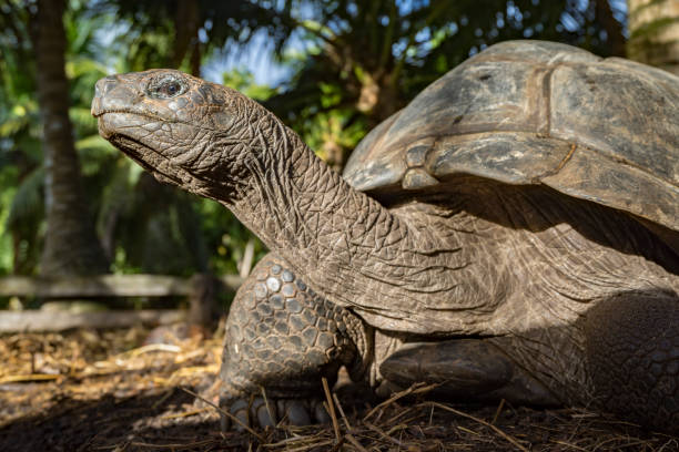 istock Portrait of a giant tortoise 41 863845738