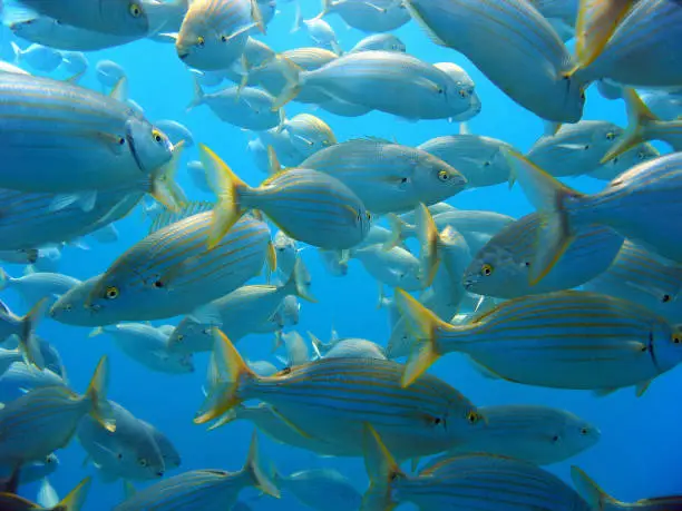 Shoal of Salema porgy bream fish, Mediterranean sea, Azure coast, French riviera, Var, France