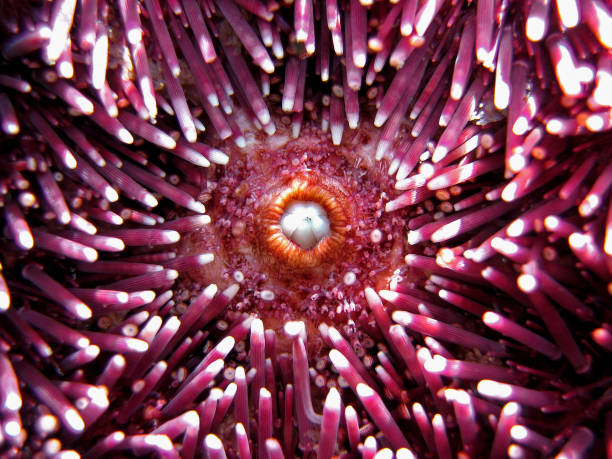 Sea urchin mouth Mouth of a Purple sea urchin, Paracentrotus lividus, Mediterranean sea, Vermilion coast, France purple sea urchin stock pictures, royalty-free photos & images