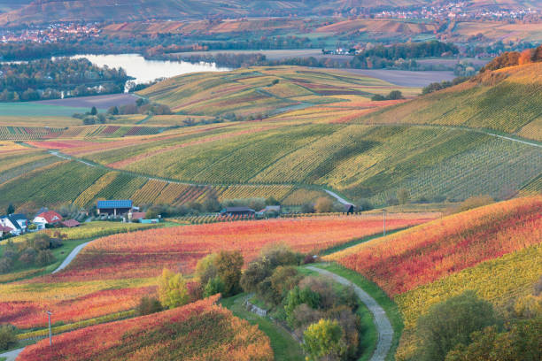 istock Autumn in german vineyards near Heilbronn Germany 863845996