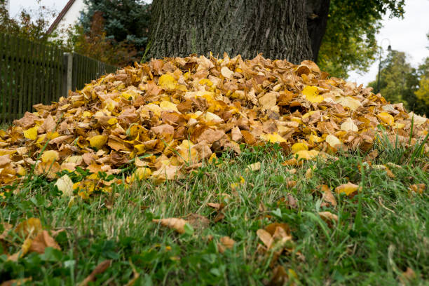 istock Pile of autumn leaves 863846472
