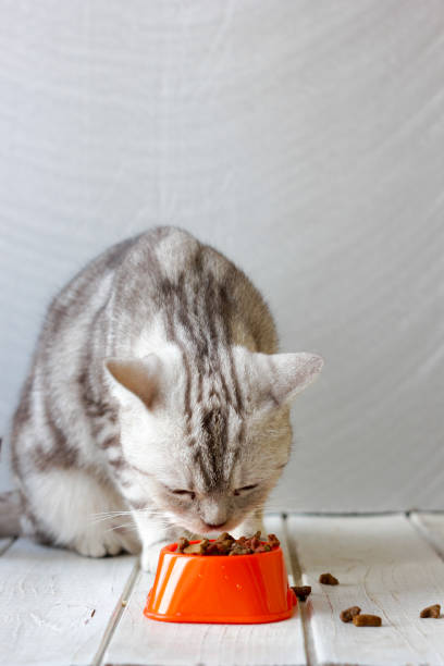 istock Grey cat eating food from orange cat bowl. 863852940
