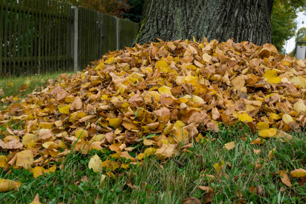 istock Pile of autumn leaves 863855020