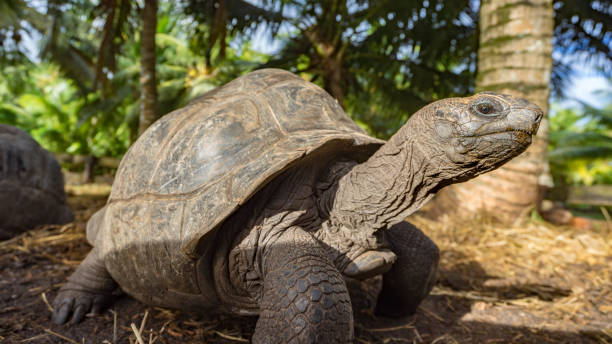 istock Portrait of a giant tortoise 31 863857814