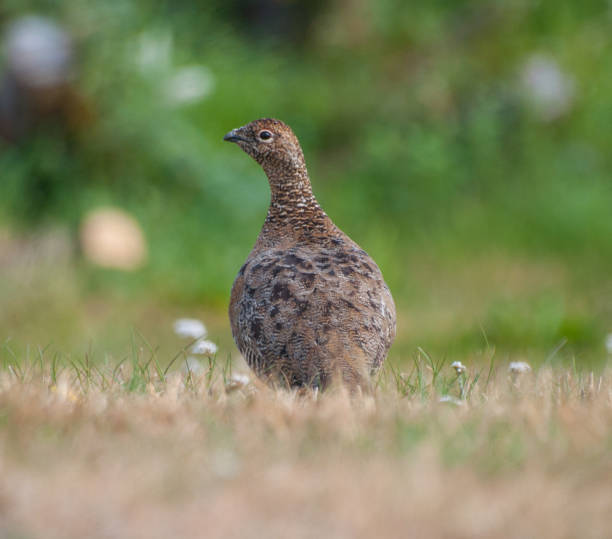 istock Ptarmigan bird in Iceland 863861028