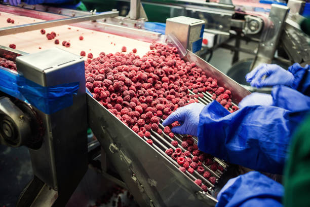 istock People at work.Unrecognizable workers hands in protective blue gloves make selection of frozen berries.Factory for freezing and packing of fruits and vegetables.Low light and visible noise. 863864062
