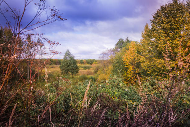 istock Landscape with yellow trees and grass in autumn 863873656