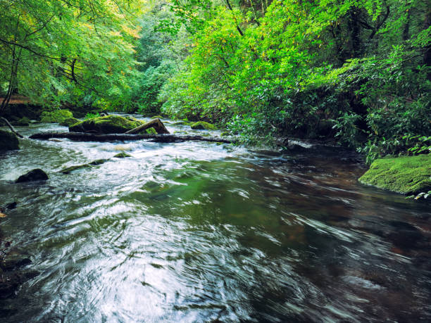 istock Mountain stream in green forest at Autumn time 863880642