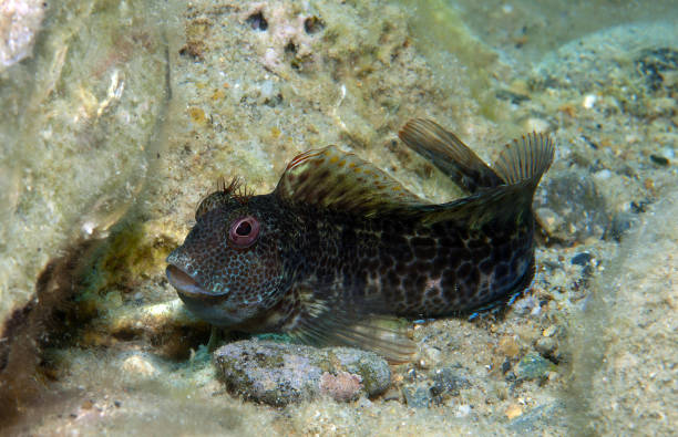 istock a small fish comes out on the rock 863889860