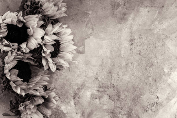 Yellow Sunflower Bouquet on Grey Background, Autumn Concept, Top View, Space for Text, Black and White