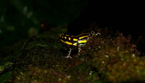 istock Yellow Poison-dart Frog 863909954