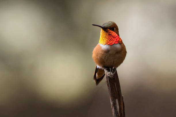 Rufous humming bird close up on a branch stock photo