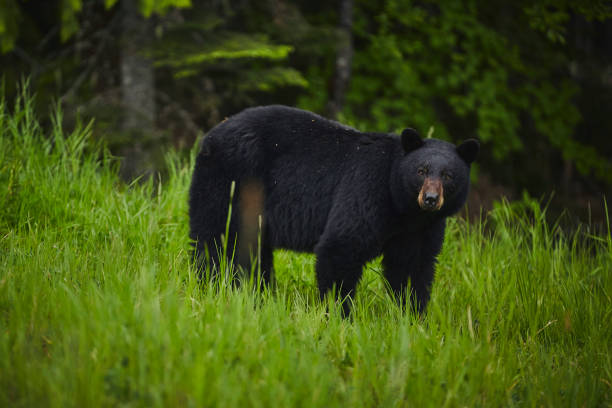 istock Black bear in a grass meadow looking at camera 863913054