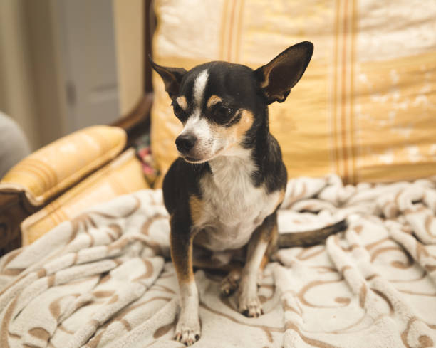 istock Black Chihuahua Sitting on Chair 863917590