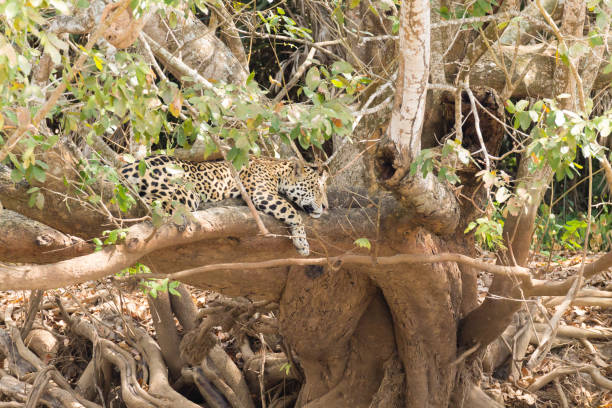 istock Jaguar from Pantanal, Brazil 863917650