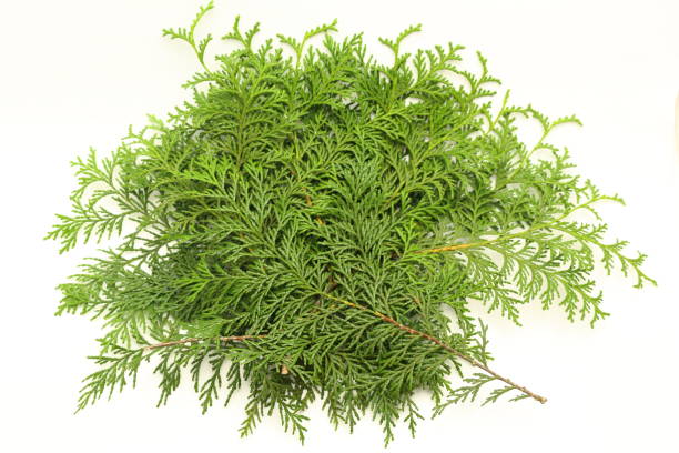 Hinoki leaves for underlaying food. Cypress tree leaves .Hinoki leaves,for  decorations. chamaecyparis stock pictures, royalty-free photos & images
