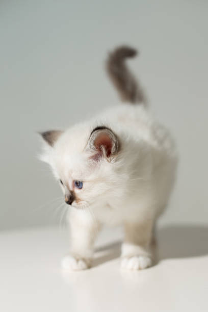 istock small kitten cat breed sacred burma on a light background 863920646